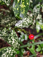 Dracaena surculosa