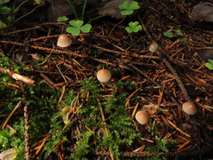 Mycena metata