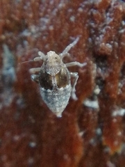 Megamelodes quadrimaculatus