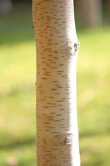 Betula papyrifera