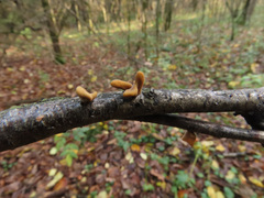 Macrotyphula contorta