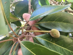 Elaeocarpus bancroftii