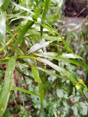Muehlenbeckia platyclada