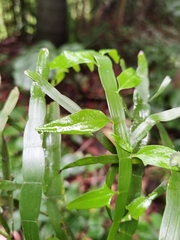 Muehlenbeckia platyclada