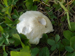 Basidiomycota