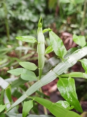 Muehlenbeckia platyclada