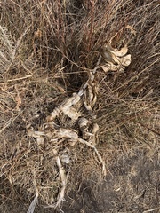 Veratrum californicum