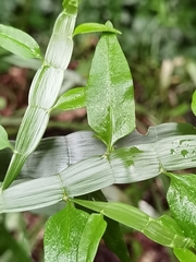 Muehlenbeckia platyclada