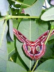 Rothschildia jacobaeae