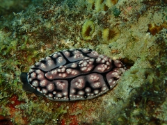 Phyllidiidae