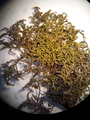 Frullania pycnantha