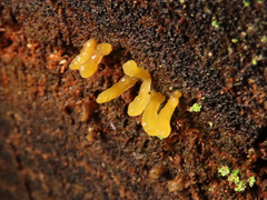 Calocera glossoides