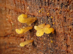 Calocera glossoides
