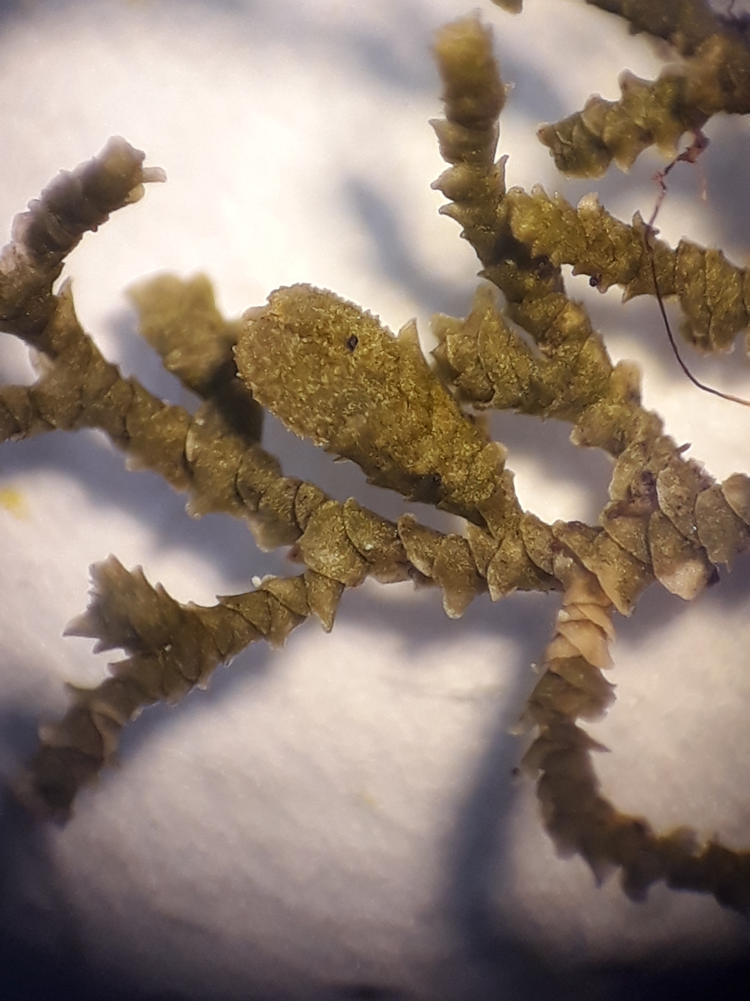 Frullania pycnantha