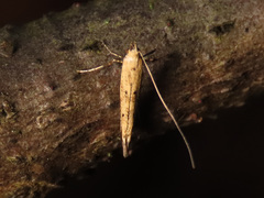Caloptilia populetorum
