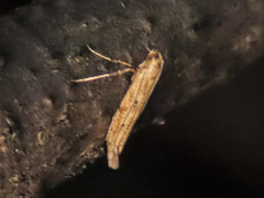 Caloptilia populetorum