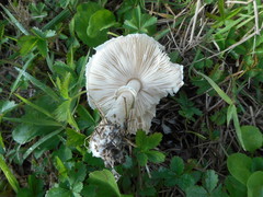 Basidiomycota