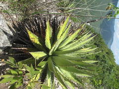 Agave kerchovei