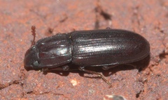 Aulonium parallelopipedum