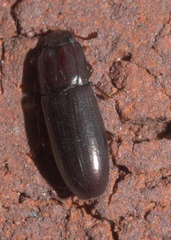 Aulonium parallelopipedum