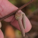 Contarinia squamulicola - Photo (c) Ken Potter,  זכויות יוצרים חלקיות (CC BY-NC), הועלה על ידי Ken Potter
