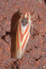 Erythridula noeva