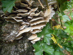 Basidiomycota
