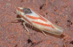 Erythridula noeva