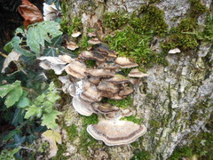 Basidiomycota