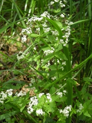 Galium valantioides