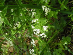Galium valantioides