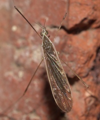 Gonomyia alexanderi
