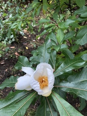 Franklinia