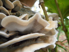Basidiomycota