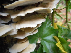 Basidiomycota