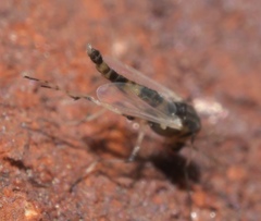 Isocladius