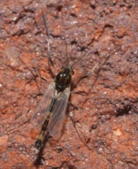 Isocladius