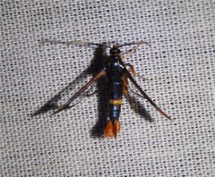 Synanthedon richardsi