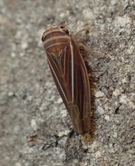 Idiodonus kennicotti