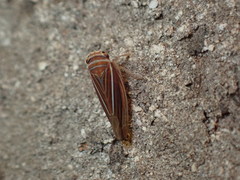 Idiodonus kennicotti