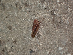 Idiodonus kennicotti