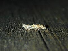 Mompha stellella