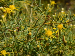 Senecio subulatus erectus