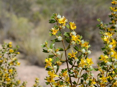 Larrea cuneifolia