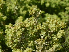 Atriplex lampa