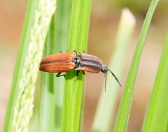 Elatichrosis trisulcatus