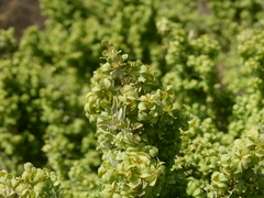 Atriplex lampa