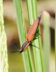 Elatichrosis trisulcatus