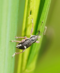 Aoplocnemis rufipes