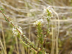 Mulguraea aspera